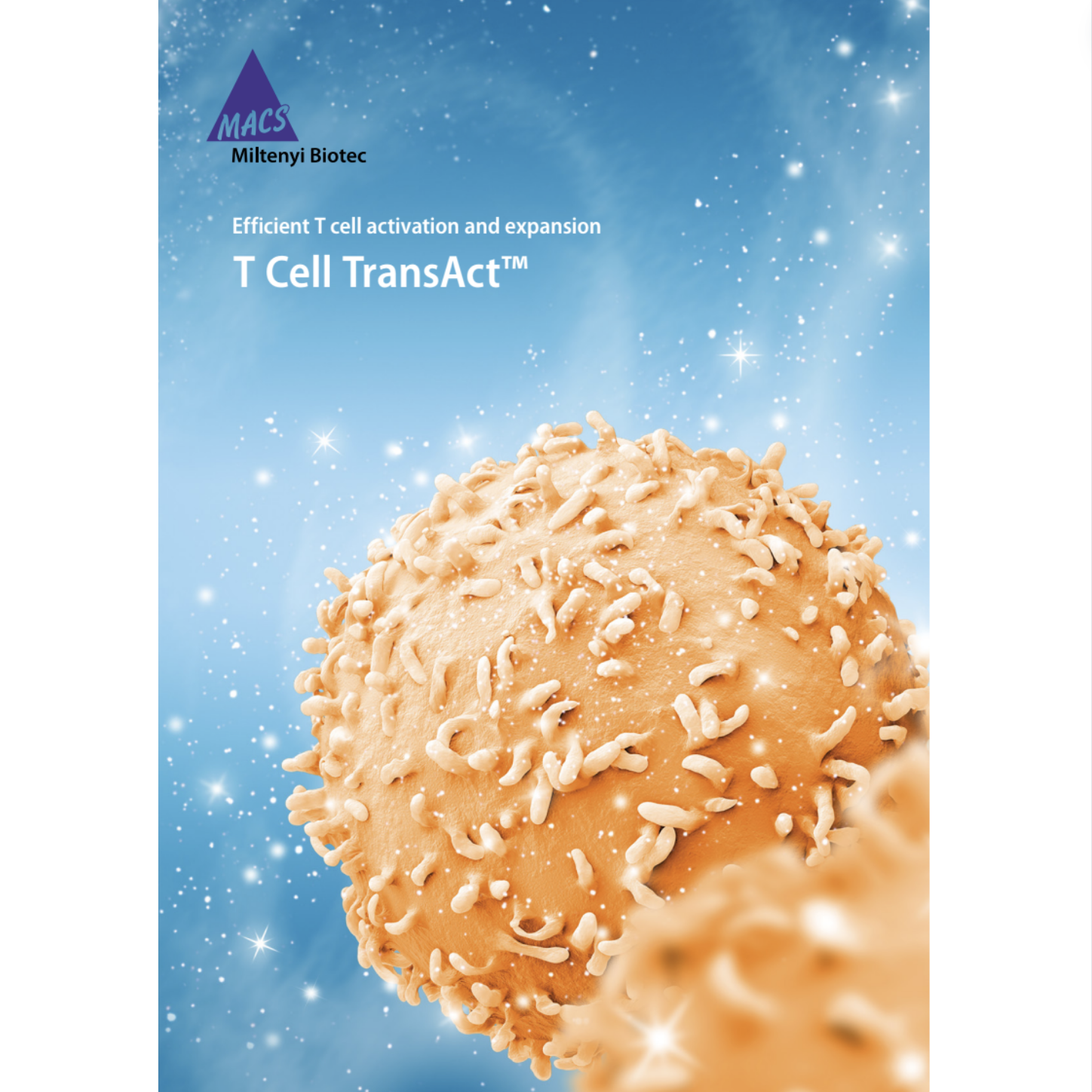 T Cell Activation